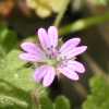 Dove's-Foot Geranium CU