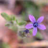 Purple False Gilyflower