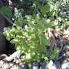 Whitestem Hedge-Nettle