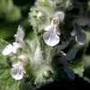 Whitestem Hedge-Nettle CU