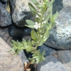 Hyssop Loosestrife