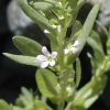 Hyssop Loosestrife CU