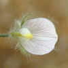 Spanish Lotus CU