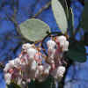 Manzanita2-20-07CU.jpg (18201 bytes)