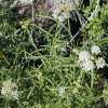 Narrowleaf Milkweed