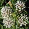 Narrowleaf Milkweed CU