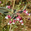 Purple Milkweed