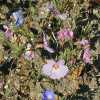 Slenderstalk Monkeyflower