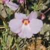 Slenderstalk Monkeyflower CU