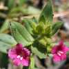 Bolander's Monkeyflower