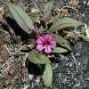 Layne's Monkeyflower