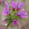 Sticky Navarretia CU