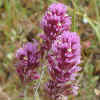 Purple Owl'sClover