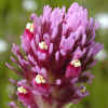 Purple Owl'sClover CU