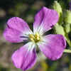 Wild Radish CU