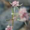 Clustered Spineflower