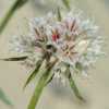 Clustered Spineflower CU