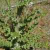 California Thistle