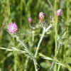 Canada Thistle