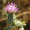 Canada Thistle CU