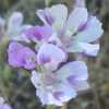 Farewell-to-Spring, Pale Violet CU