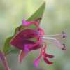 Woodland Clarkia