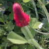 Crimson Clover