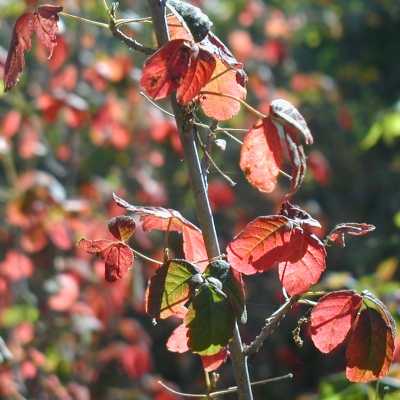 pictures of poison oak plant. Poison Oak, Fall