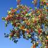 Yaupon Holly