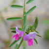 Spring Vetch