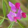 Spring Vetch CU