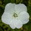 Baby Blue-Eyes, White variant CU
