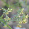 Common Bedstraw