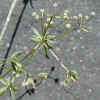 Bedstraw sp., Tiny CU