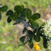 Buckbrush, Leaves