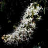 California Buckeye, Flower