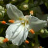 California Buckeye CU