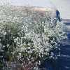 California Buckwheat