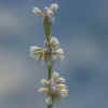 Bailey's Buckwheat CU