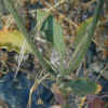 Bailey's Buckwheat, Leaves