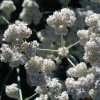 California Buckwheat CU