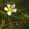 Water Buttercup CU