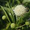 Buttonbush CU