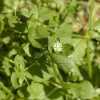 Common Chickweed