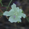 Williamson's Clarkia, Variant