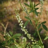  White Sweet Clover