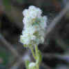 CottonweedCU4-21-08.jpg (19392 bytes)