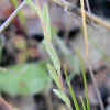 Cottonweed,lvs4-21-08.jpg (20725 bytes)