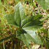 Wild Cucumber, Leaves