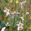 CucumberWildFlowers3-27-07.jpg (14532 bytes)